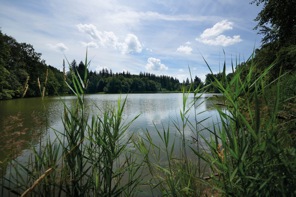 Kleiner See inmitten des Waldes